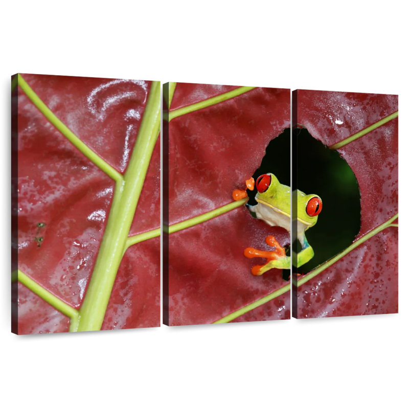 Brampt Wild Red Eyed Tree Frog, 20" H x 33" W