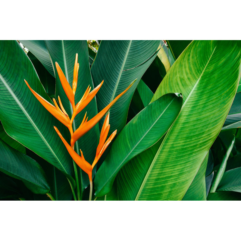 Tropical Flower, 30cm H x 46cm W x 3.8cm D