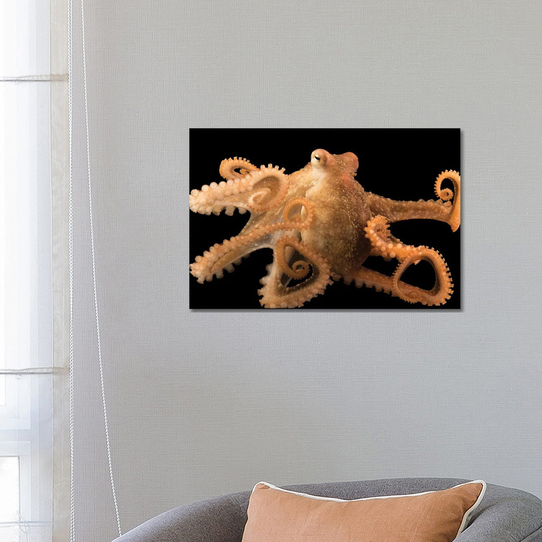 Ein roter Oktopus im Aquarium des Pazifiks von Joel Sartore - Galerie-verpackte Leinwand Giclée auf Leinwand