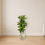 Jardinière Dracaena