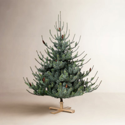 Lighted Christmas Tree