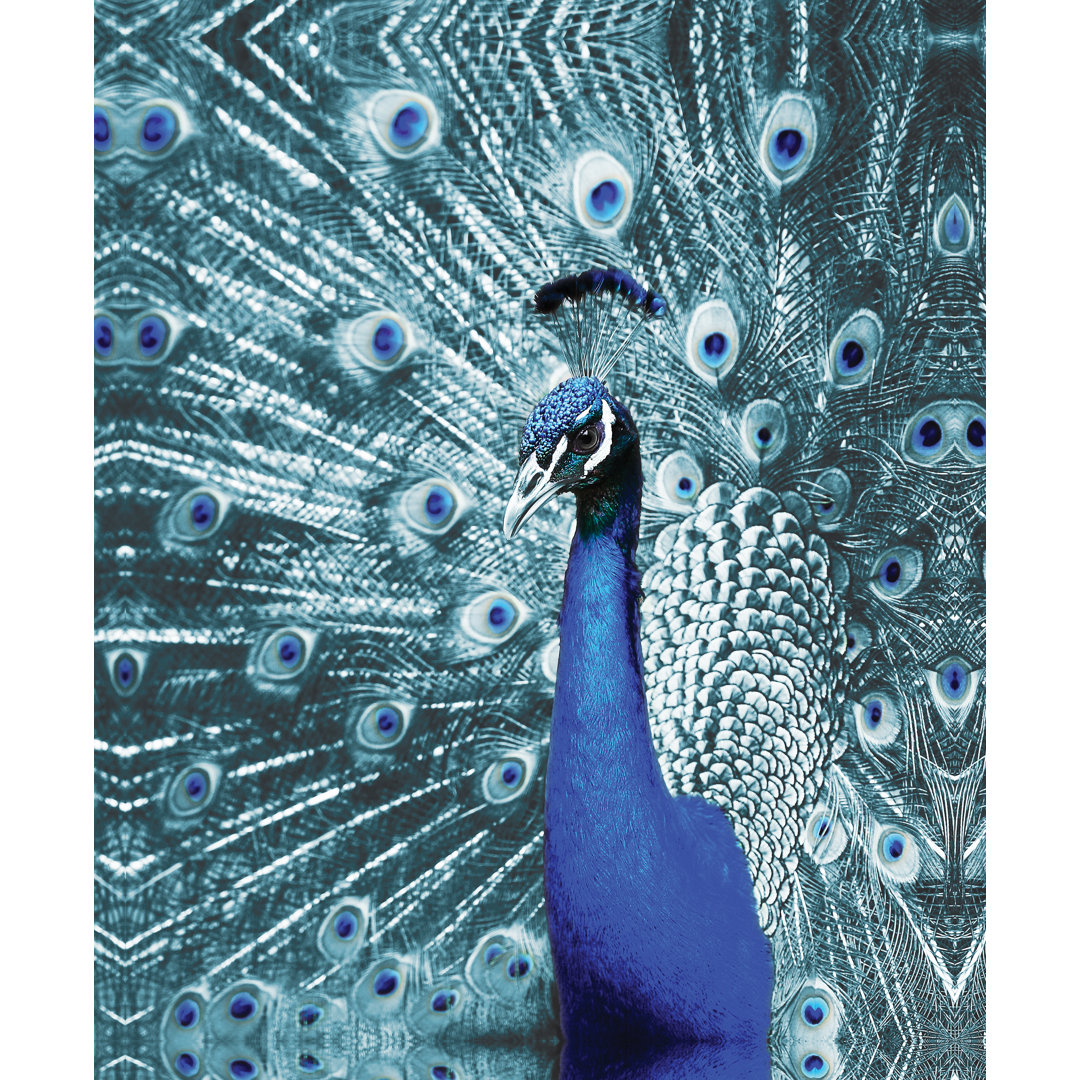 Bluey Peacock - Painting Print