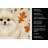 Cream Pomeranian Heirloom Fall Kitchen Towel-1218231300