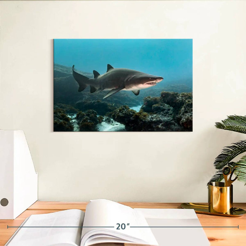 Aliwal Shoal Shark