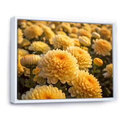 «Yellow Chrysanthemums Field» sur impression sur toile