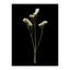 Pressed Botanical Giclees On Black Set by Sandy Whitaker-214565506-214565507