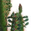 150cm Cactus Topiary in Pot