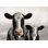 Cows Mama and Baby - Reproduction d'art sur toile tendue