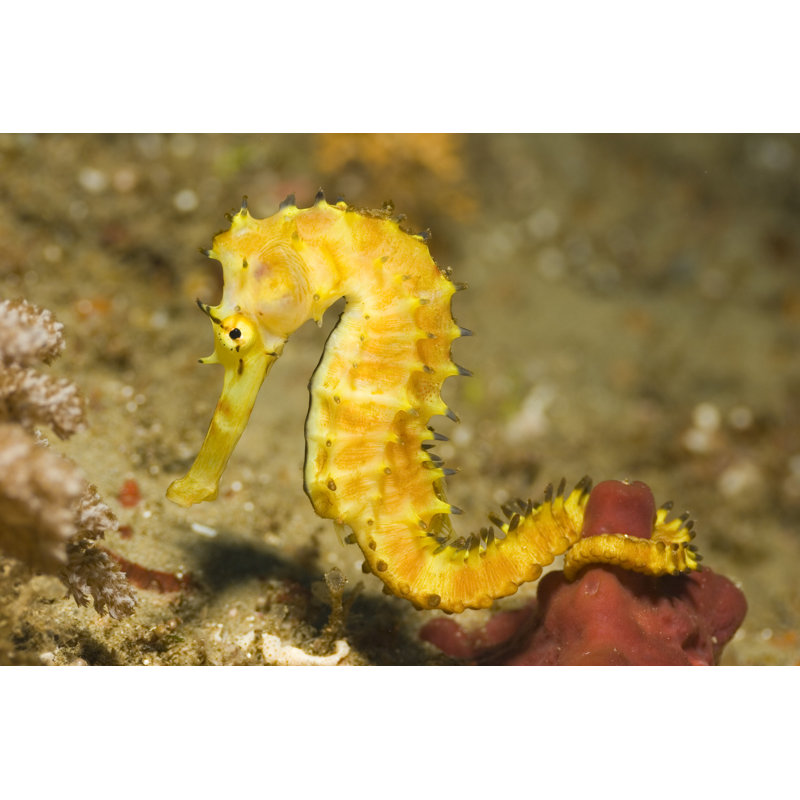 Tiger Tail Sea Horse - Wrapped Canvas Print, 30cm H x 46cm W