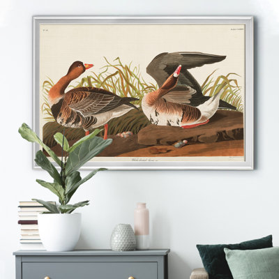 " White Fronted Goose "