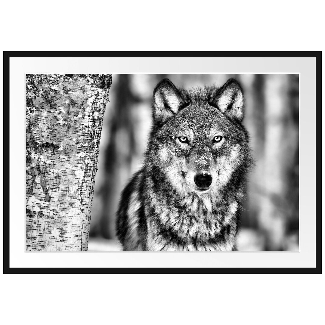 Wachsamer Wolf Gerahmter Fotokunstdruck