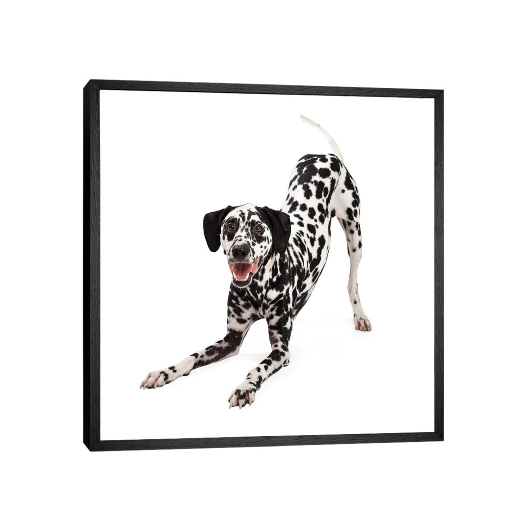 Verspielter dalmatinischer Hund mit Verbeugung von Susan Richey - Galerie-verpackte Leinwand Giclée