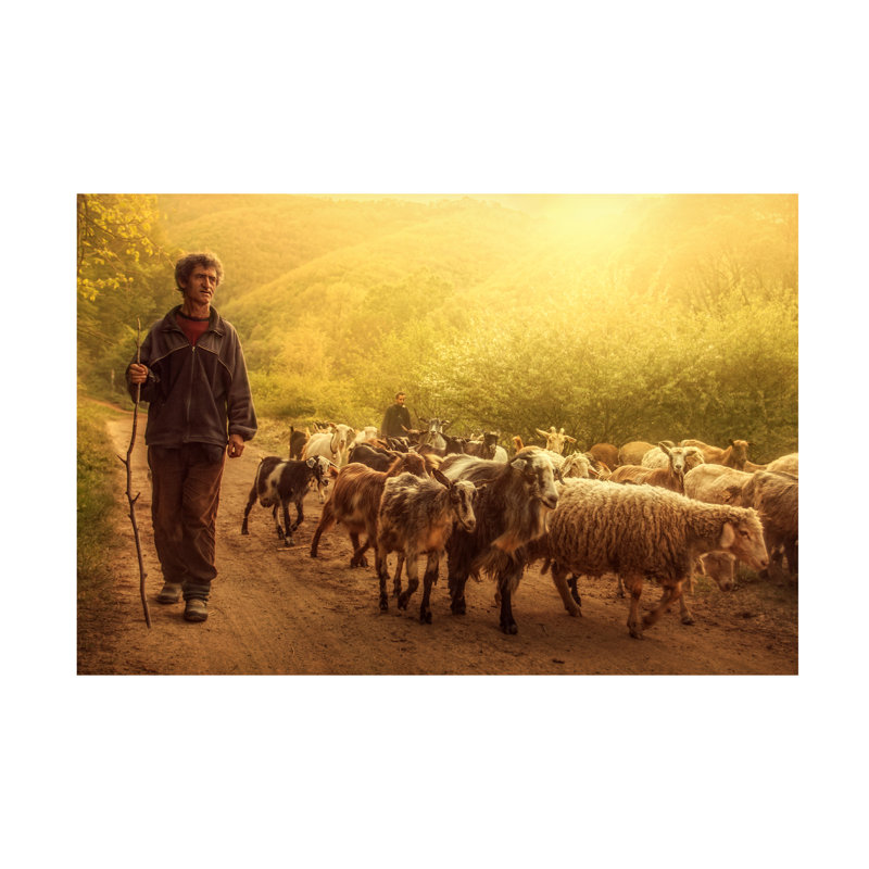 Art sur toile Bojan Dzodan Shepherd, H 16 po x l 24 po