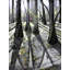 Through The Woods Print by Leslie Kell-71203244-71203245