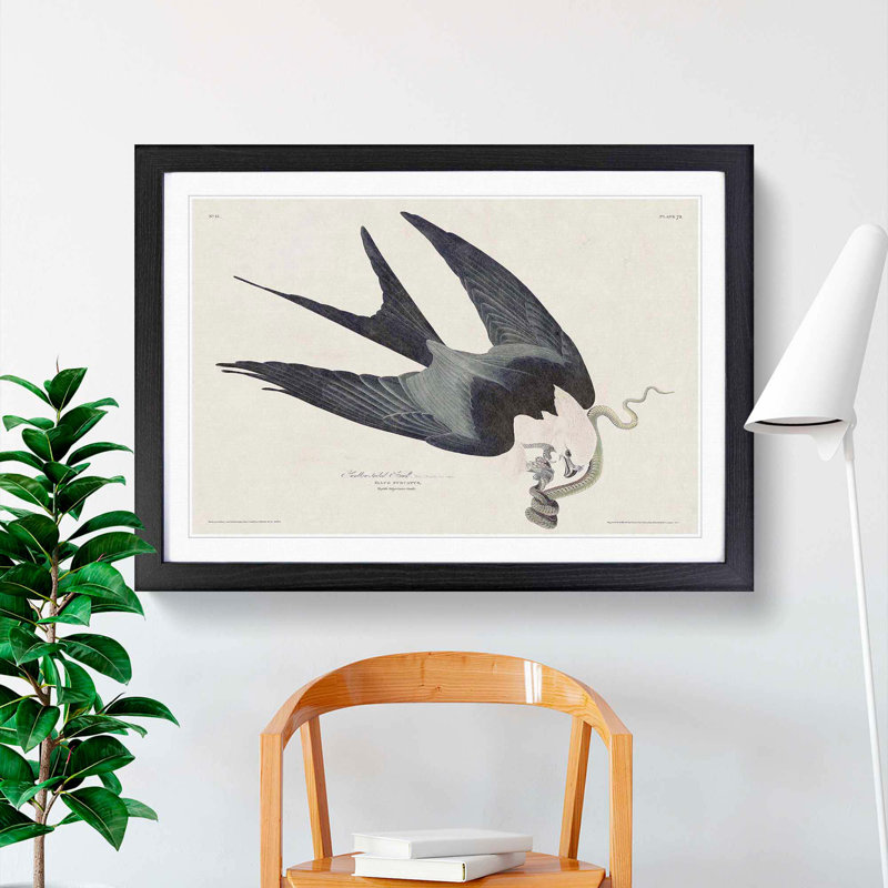 Swallow-Tailed Hawk & Snake by John James Audubon - Framed Print, Black Framed, 27cm H x 36cm W x 2cm D