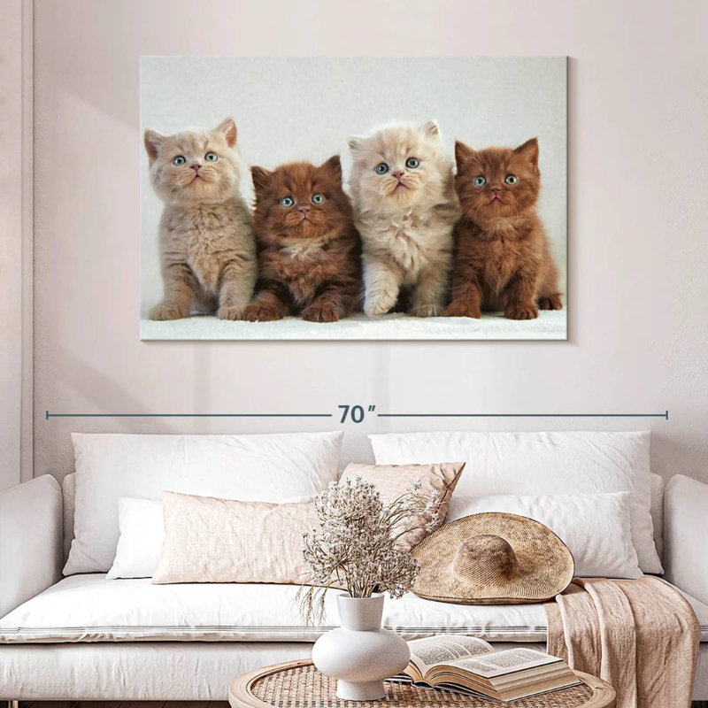 Chats British Shorthair, H 32 po x l 48 po