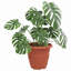 Round Flower Pot 6 Pcs Plastic-465710652-465710650