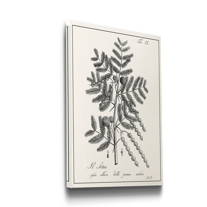 «Antique Black and White Botanical», reproduction d'art sur toile tendue, H 27 po x l 18 po x P 1 po
