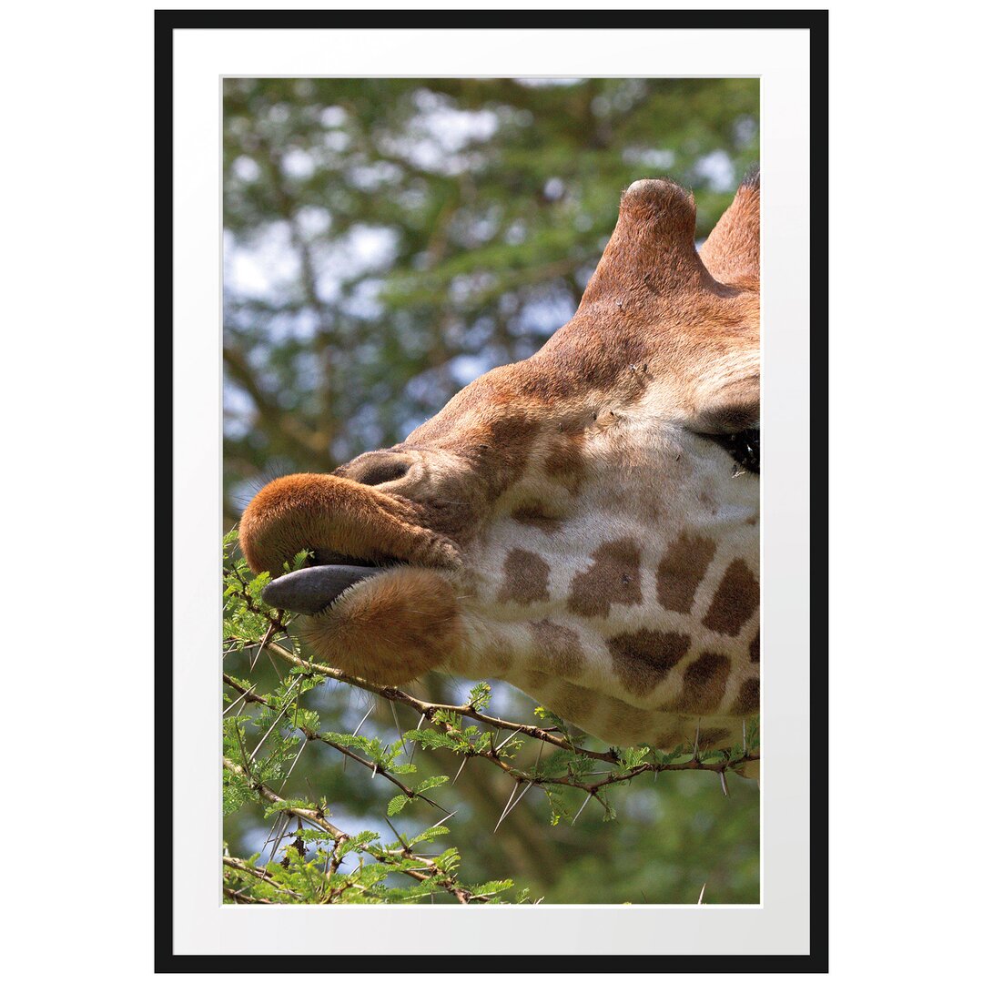 Gerahmtes Poster Niedliche Giraffe beim Fressen