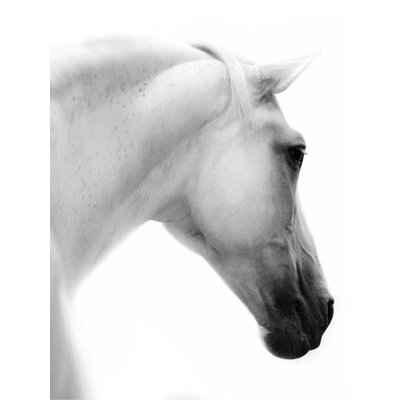 Le Cheval Blanc II Print by Sofia Fox