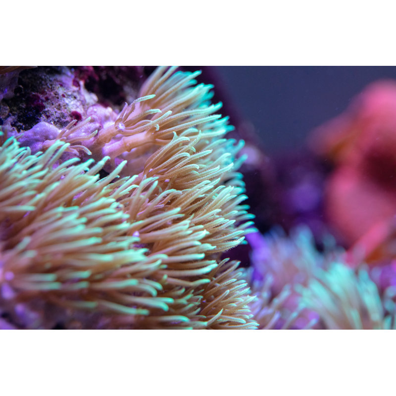 Reef Tank Coral by Vgajic - No Frame Art Prints on Canvas, 51cm H x 76cm W