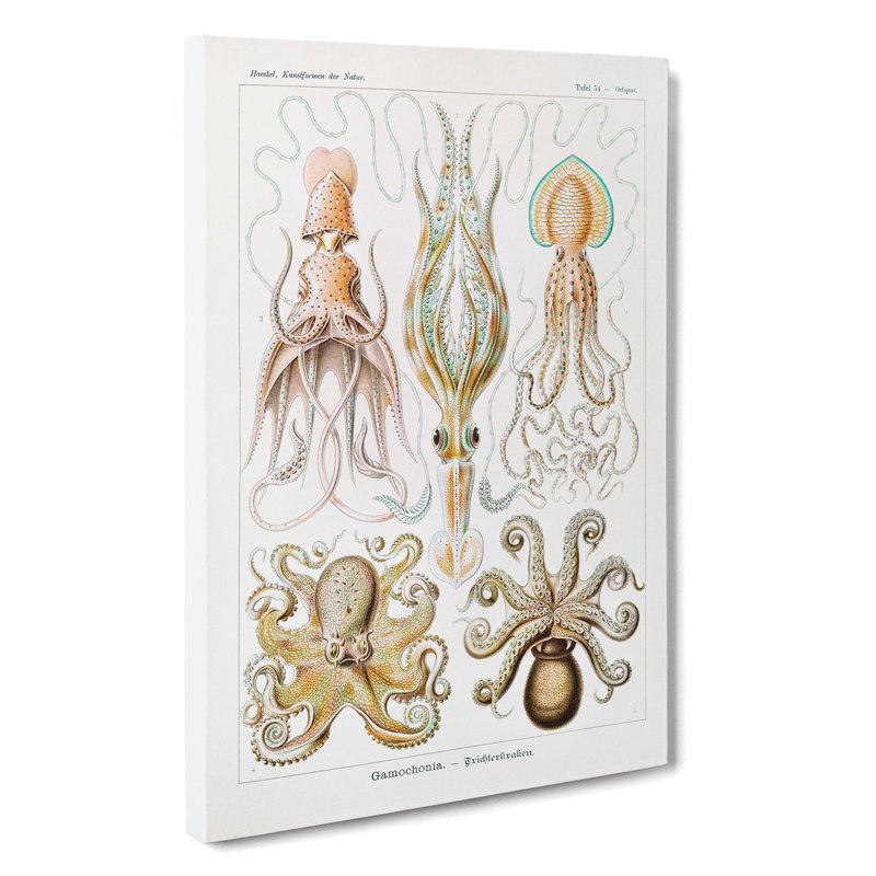 Octopus And Squid by Ernst Haeckel - Wrapped Canvas, 60cm H x 40cm W x 3cm D