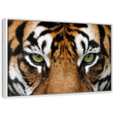 Gaze Of A Tiger
