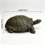 Figurine de tortue réaliste de 30,51 po de long, statue de tortue en résine haute de 11,22 po, grande sculpture de jardin d'extérieur pour décoration naturelle et thématique
