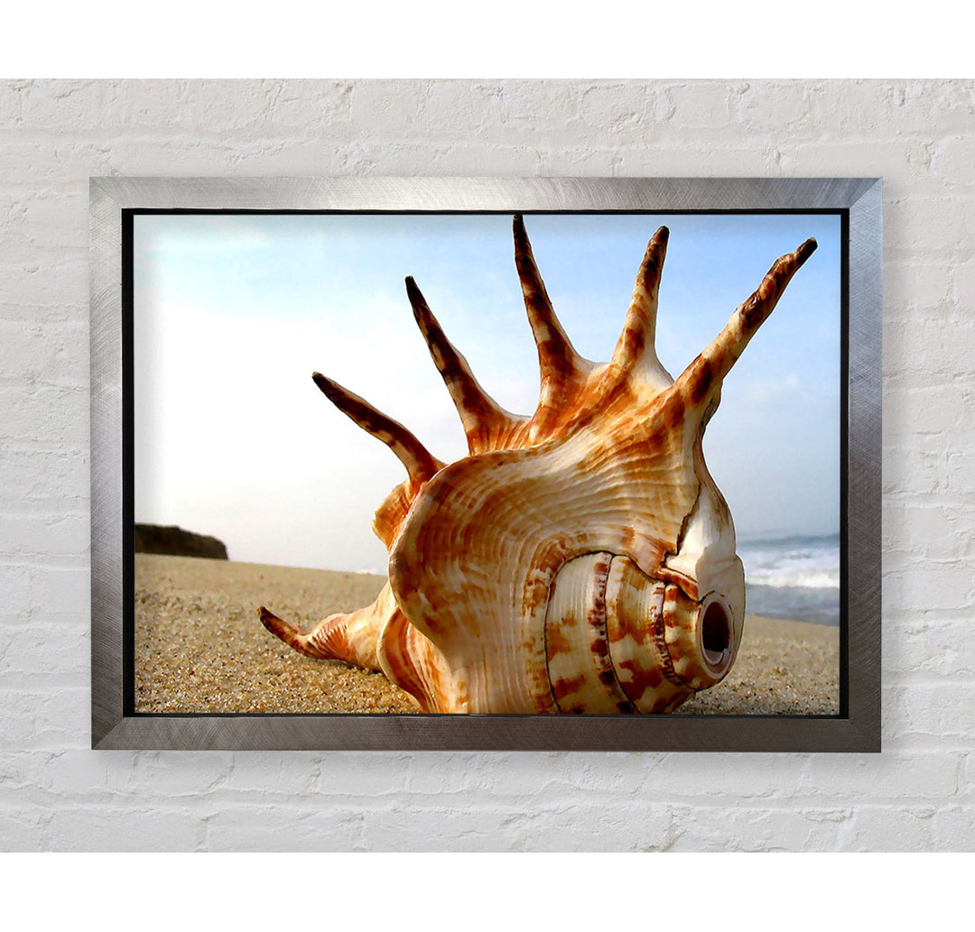 Wellhornschnecke am Strand - Druck