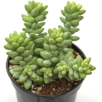 Burro's Tail - Live Starter Plant in a 2 Inch Pot - Sedum Morganianum - Drought Tolerant Indoor Outdoor Easy Care Succulent Houseplant