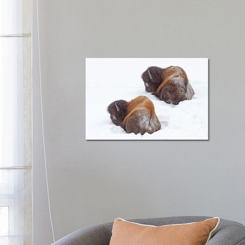 Sleeping Bison by Brian Wolf - Wrapped Canvas Print, 45.72cm H x 66.04cm W x 1.91cm D
