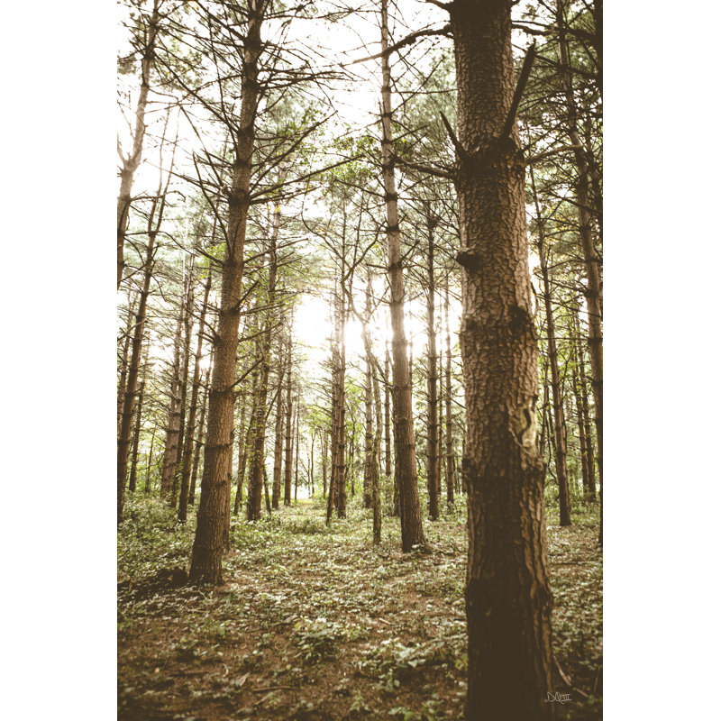Dans les pins II par Donnie Quillen - photographie, H 48 po x l 32 po, No, Papier avec cadre simple noir