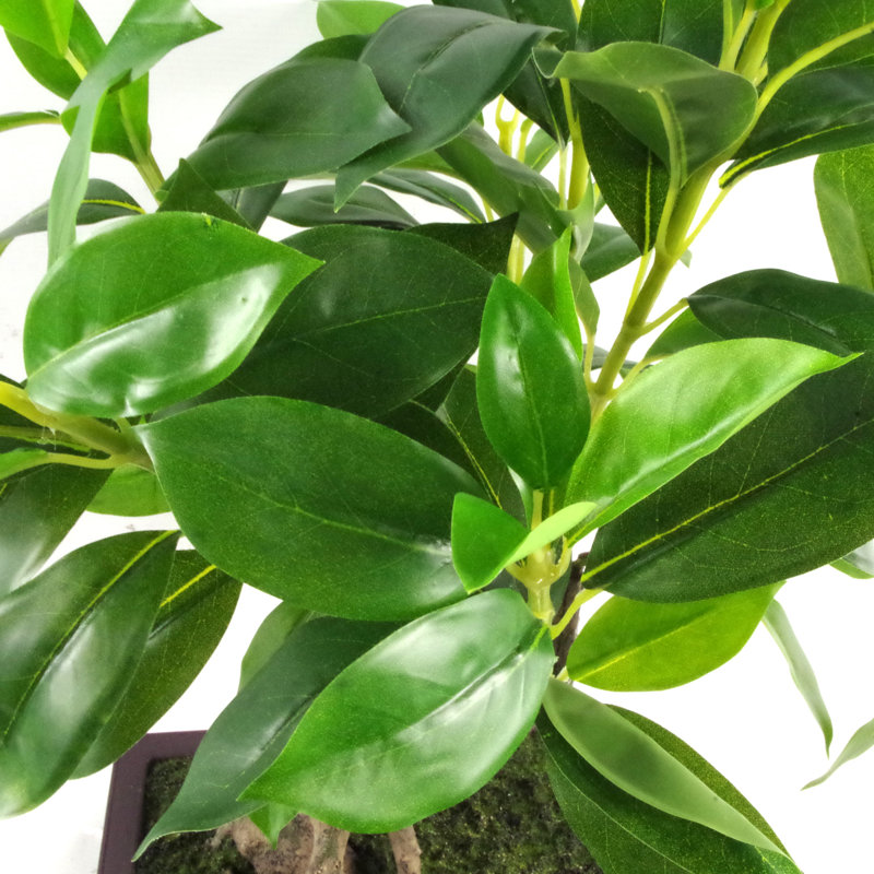 Annistyn 50cm Faux Ficus Tree in Pot