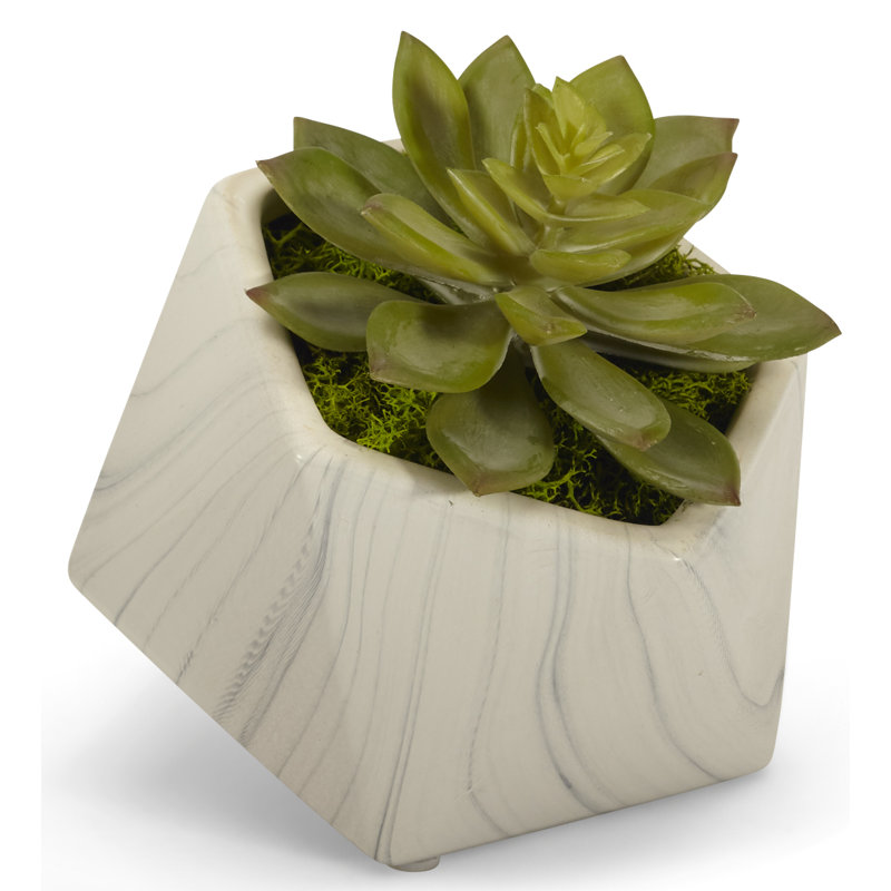 Echeveria Mixed Floral Arrangement in Planter