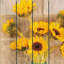 Art mural tournesols champêtre