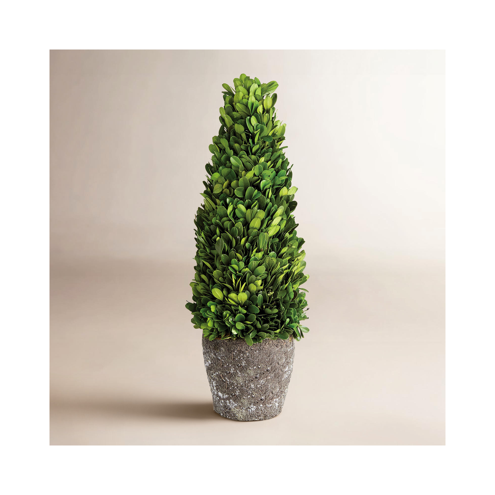 Alby Faux Plant, 16" H x 5" W x 5" D