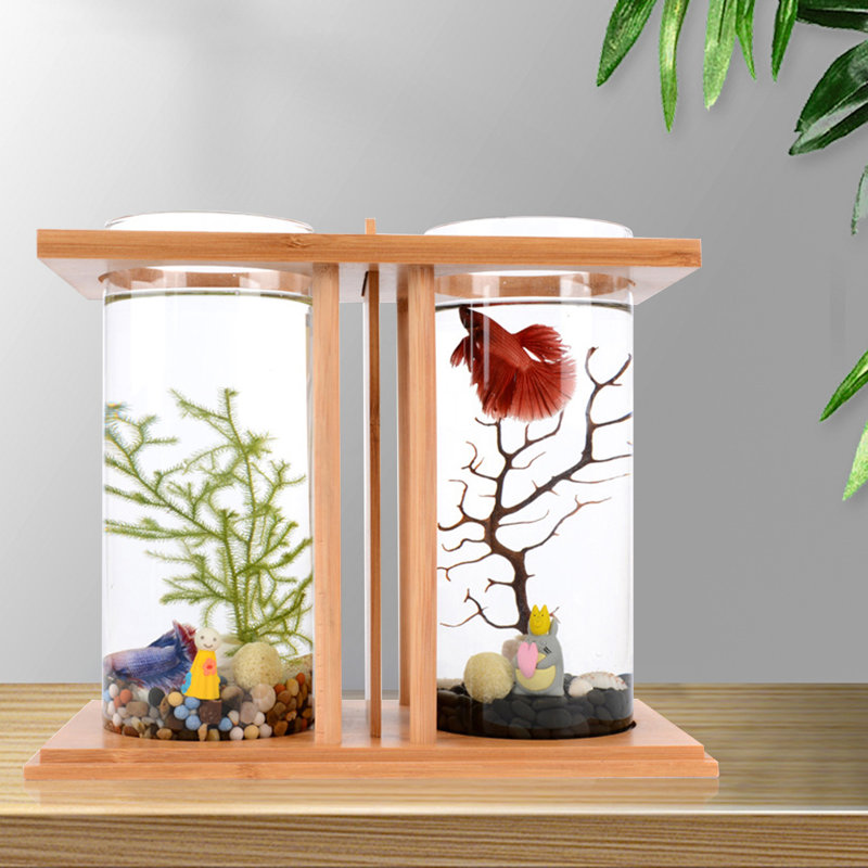 Mini aquarium Betta