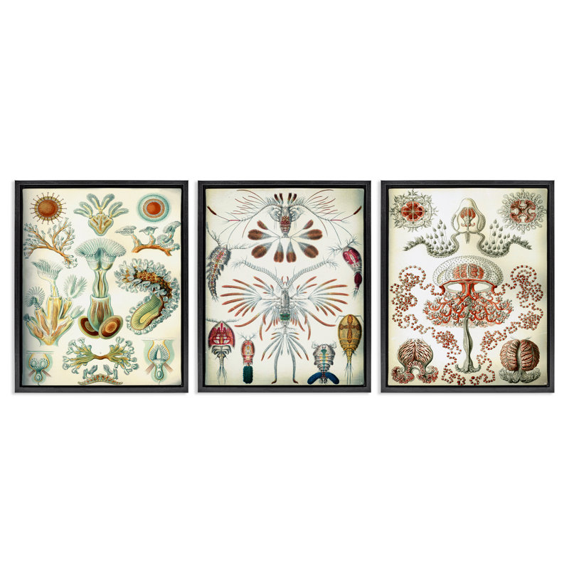  "Vintage Microscopic Crustaceans", ensemble de 3 toiles flottantes encadrées par Graffi *ee Studios, H 21 po x l 17 po
