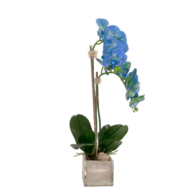 Arrangement en pot