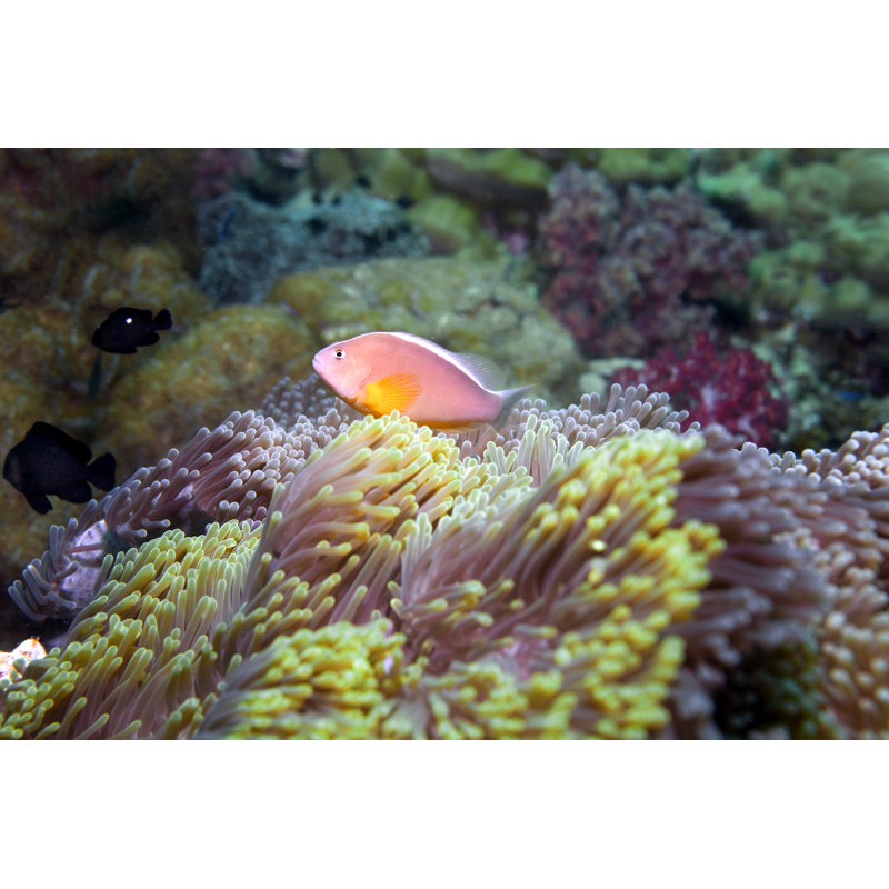 Tropical Saltwater Fish by Jodi Jacobson - No Frame Print on Canvas, 81cm H x 122cm W