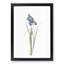 Iris Pratensis by Pierre-Joseph Redoute - Framed Print-89200590-89200595