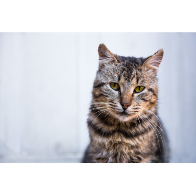 " Cat Chilling " by Pavlina Popovska