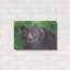 «Bear» par Carissa Luminess-604826509