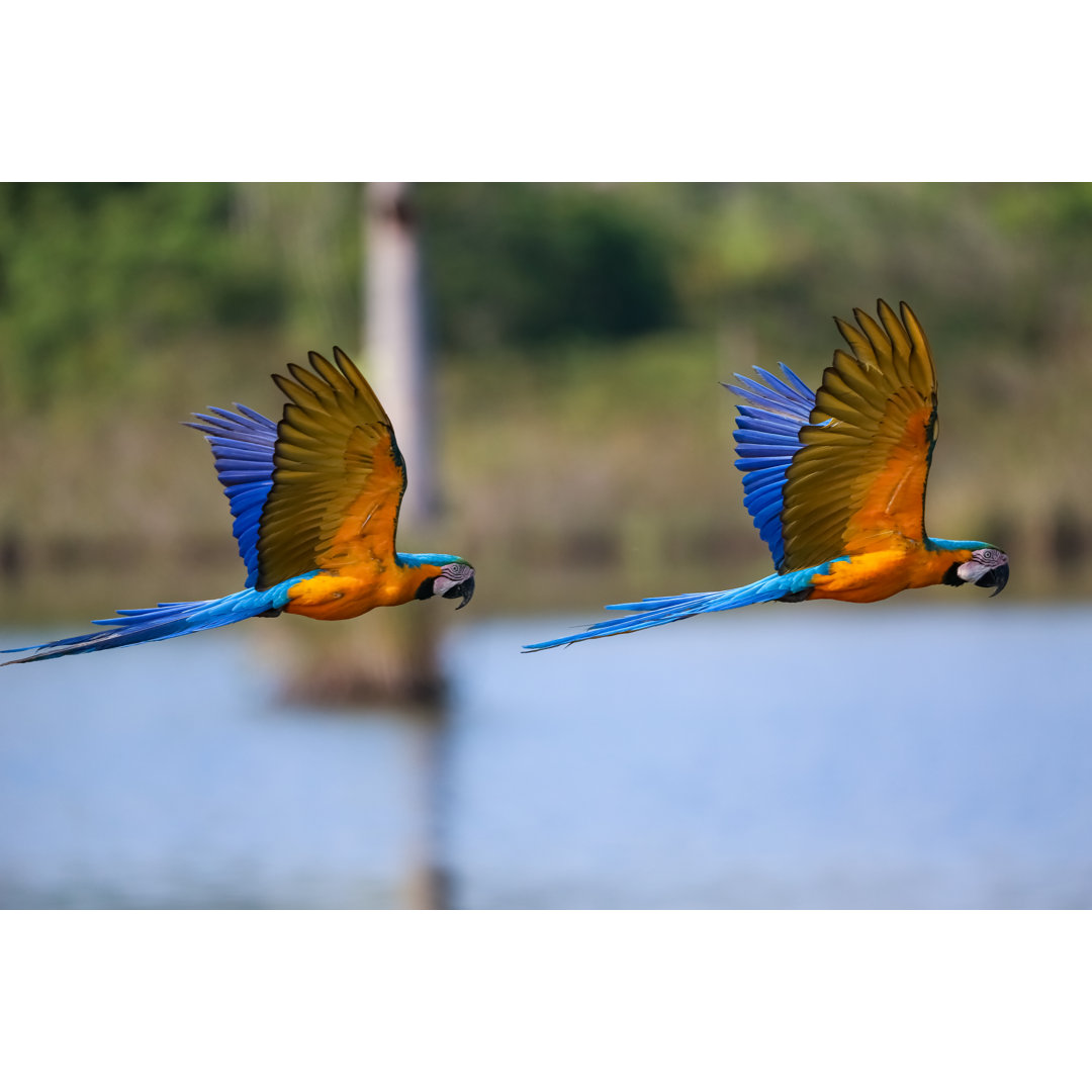 Leinwandbild Zwei schöne blau-gelbe Aras im Flug nach rechts vor unscharfem Naturhintergrund, Amazonien, San Jose Do Rio...