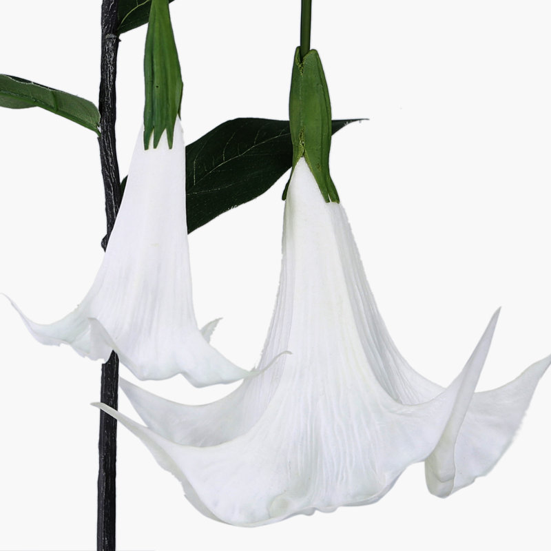 Angels Trumpet Arrangement, White