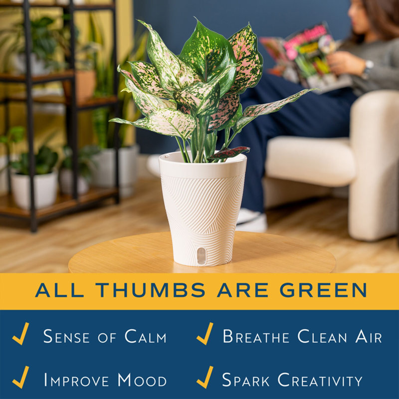 Aglaonema Plant in Planter