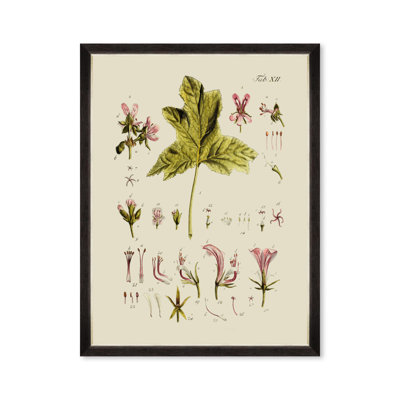 BOTANICAL V