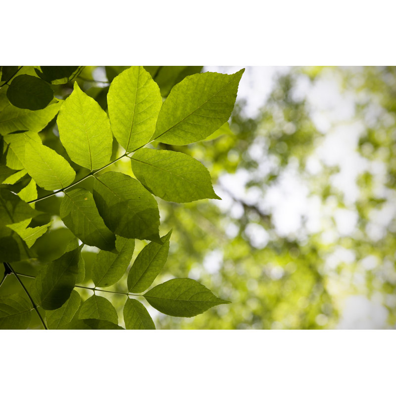 Fond vert feuillage par Anknet, H 8 po x l 12 po
