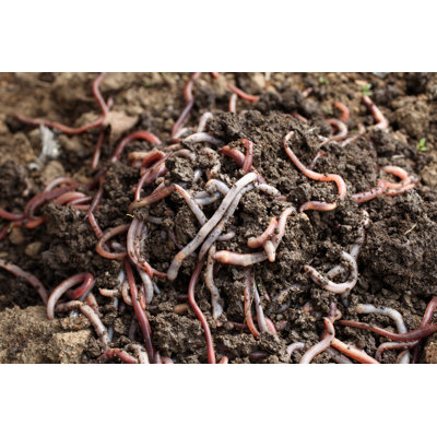 Group Of Earthworms In The Earth by Popovaphoto - Wrapped Canvas Print
