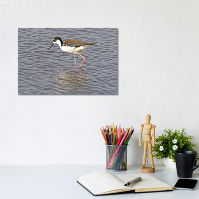 Black Neck Stilt by Brian Wolf - Wrapped Canvas Print